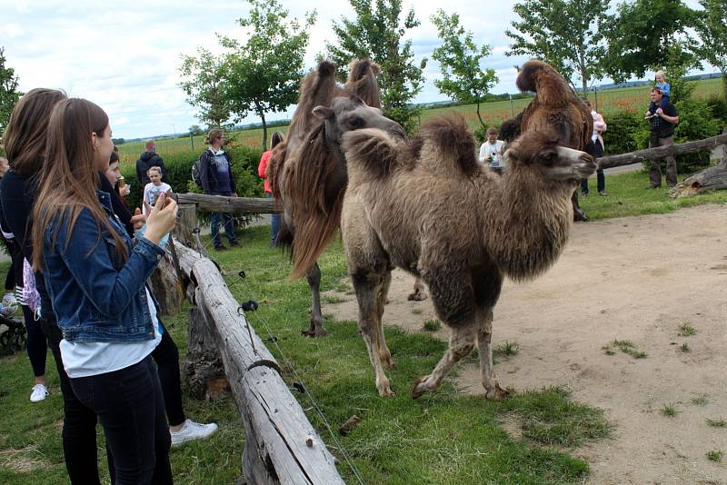 Návštěvníci aktuálně do chlebské Zoo nesmí. Snímky jsou z loňského křtu velbloudice.