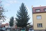 Vánoční strom určený pro nymburské náměstí zatím roste na křižovatce ulic Kramolínova a Poděbradská a denně kolem něj projedou stovky aut.