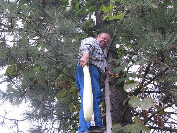 Jiří Vrzal z Třebestovic má borovici obsypanou indickými okurkami