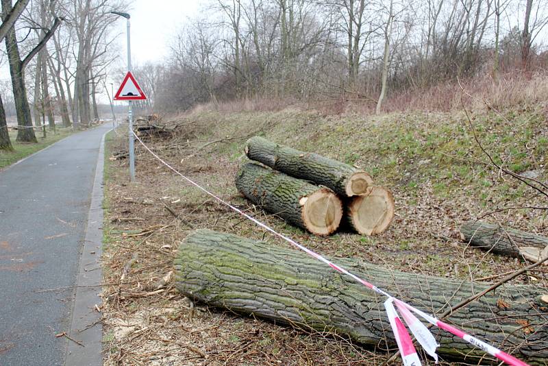 Situace u cyklostezky nedaleko Labe po třech dnech kácení.