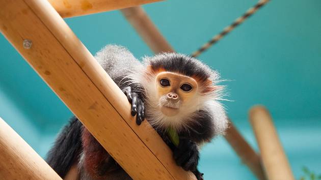 Zoo Chleby slaví o víkendu 20. výročí založení, Mezinárodní den dětí a Mezinárodní den her.