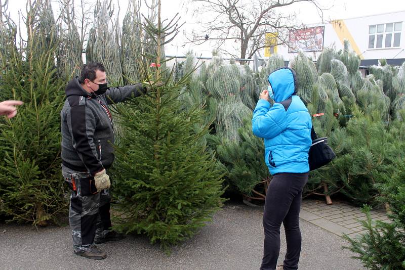 Před některými obchodními řetězci už byl spuštěn prodej vánočních stromků.