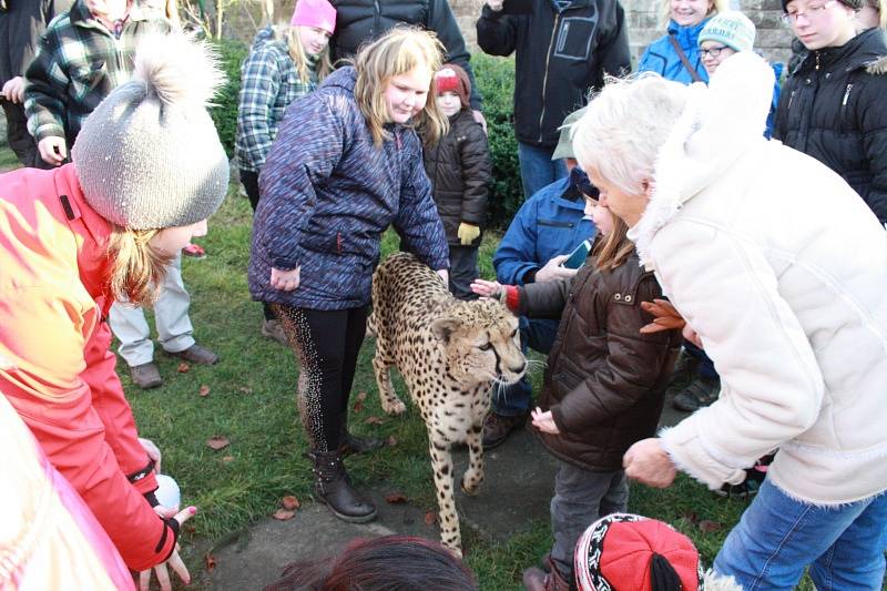 Vánoční mazlení s gepardicí Mzuri v Zoo Chleby