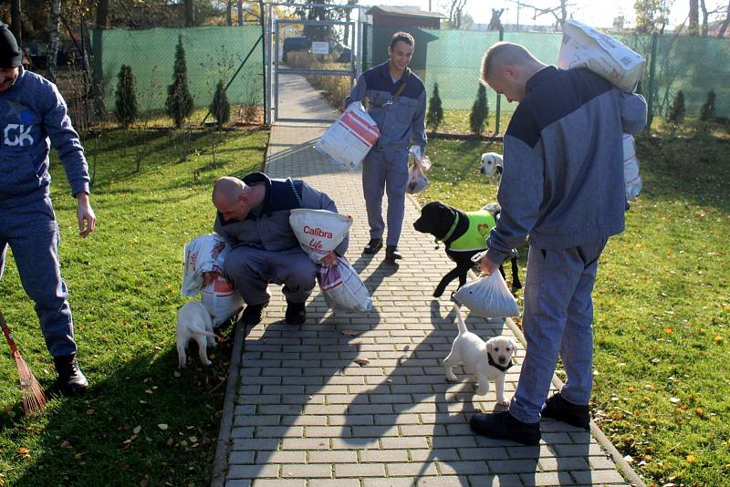 Dvojice labradorů Niko a Nairo po tři čtvrtě roce výchovy nastoupí kurz vodících psů. Odsouzení budou místo nich vychovávat malé fenky Cheron a Chutney.