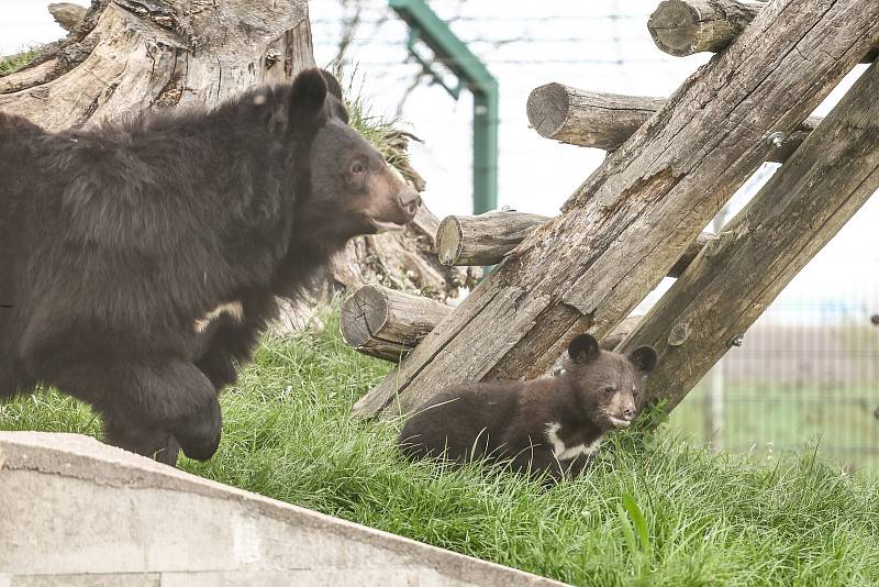 Medvěd ušatý v Zoologické zahradě Chleby.