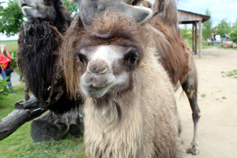 Návštěvníci aktuálně do chlebské Zoo nesmí. Snímky jsou z loňského křtu velbloudice.