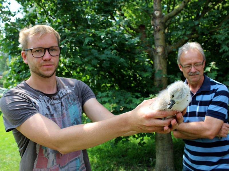 Mládě, které odvezli zaměstnanci Stanice pro zraněné živočichy a jehož prognóza není dobrá.