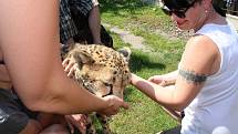 Gepardice Mzuri byla jednou z hlavních atrakcí oslav 20 let od založení chlebské zoo.
