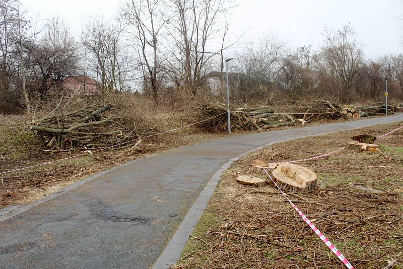 Situace u cyklostezky nedaleko Labe po třech dnech kácení.