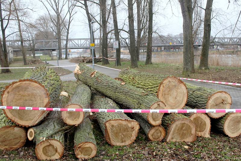 Situace u cyklostezky u Labe za železničním mostem po třech dnech kácení topolů.