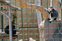 Chlebská zoo slaví 20 let. Představila i vzácné opičky langur veřejnosti