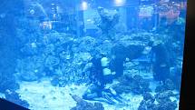 V supermarketu mají akvárium, kde ryby krmí potápěčka