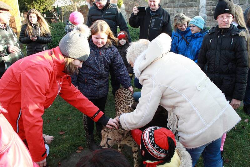 Vánoční mazlení s gepardicí Mzuri v Zoo Chleby