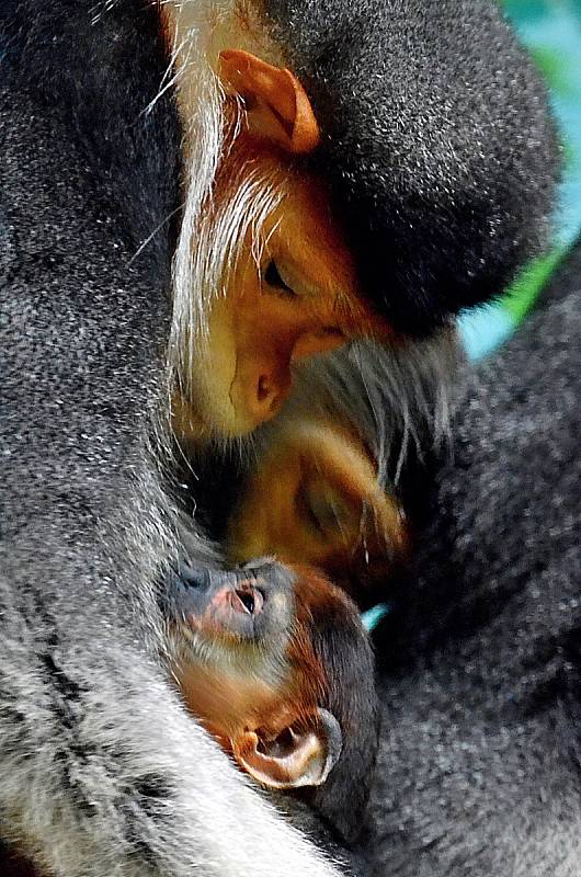 Opičky langur duk v chlebské Zoo.