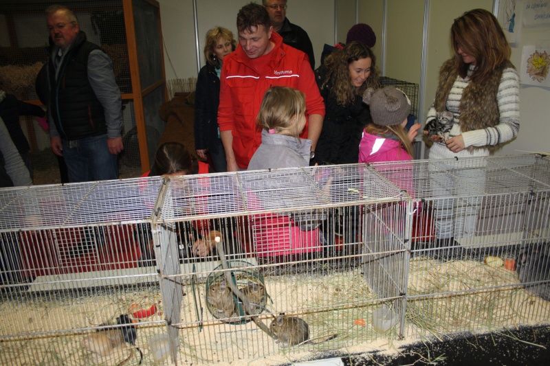 Výstava Chovatel v Lysé nad Labem: králíci, kachny, husy, holubi, nutrie,  slípky - Kolínský deník