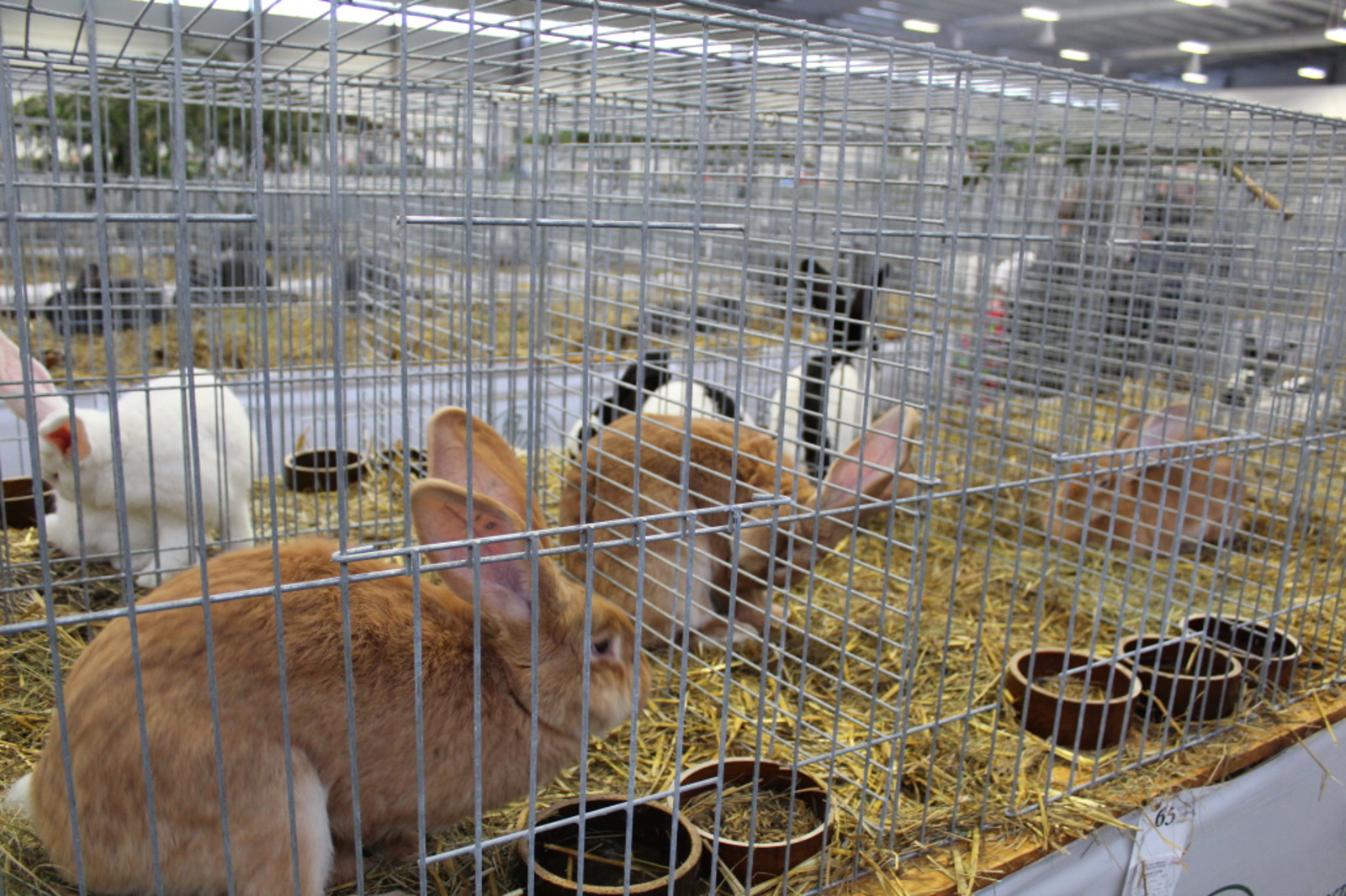 Výstava Náš chovatel představí králíky i poštovní holuby - Berounský deník