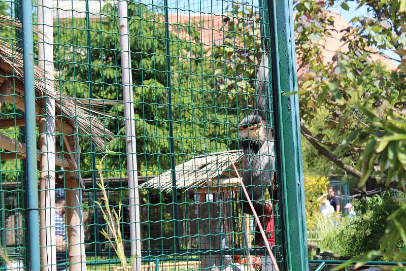 Chlebská zoo slaví 20 let. Představila i vzácné opičky langur veřejnosti