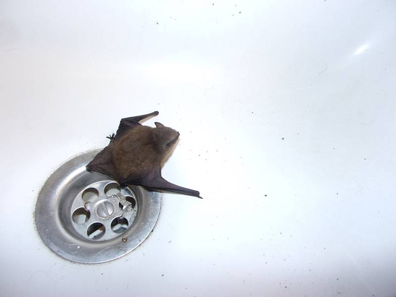 Netopýr hvízdavý nalezený na Nový rok v liberecké koupelně.
