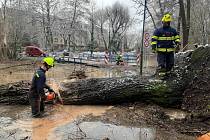 V neděli 7. ledna 2024 na Ostrově, který je zčásti podél Starého Labe zaplavený, zasahovali hasiči. Odstranili tři vyvrácené stromy.