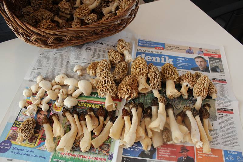 Smrže, kačenky, májovky. To jsou první houby, které zahajují na Nymbursku  letošní houbařskou sezonu. Houbař Jiří Stránský jich nasbíral plný košík.