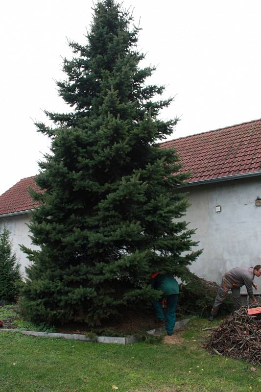 Cesta vánočního stromu v Kostelní Lhotě.