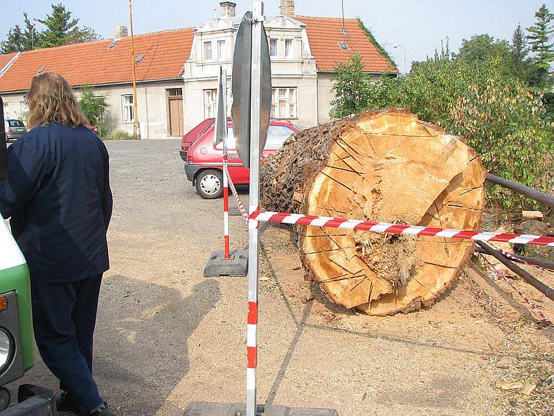 Pokácená vrba v Sadské