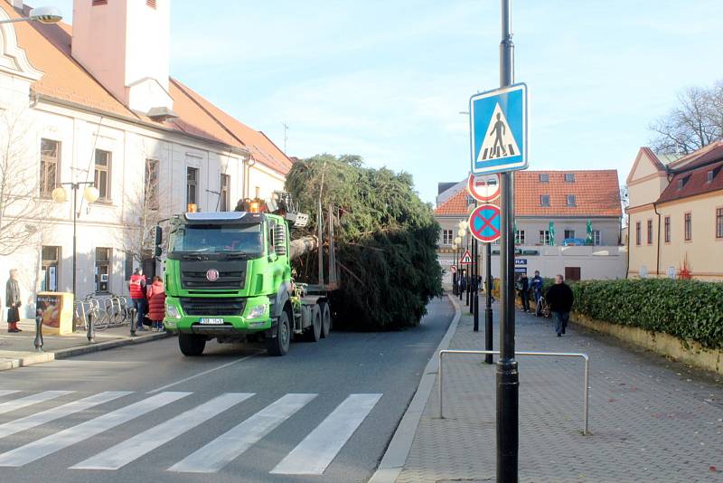 Vánoční strom dorazil ze Senic do Poděbrad na Jiřího náměstí.