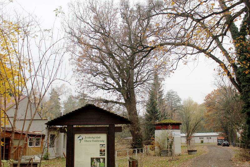 Stopadesátiletý dub a dalších osm stromů má na Jízdárně zůstat stát, rozhodla inspekce životního prostředí.