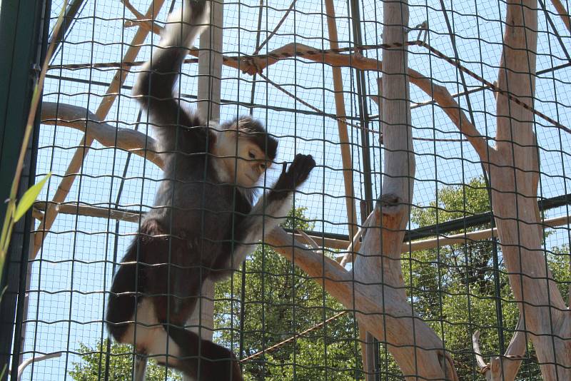 Chlebská zoo slaví 20 let. Představila i vzácné opičky langur veřejnosti