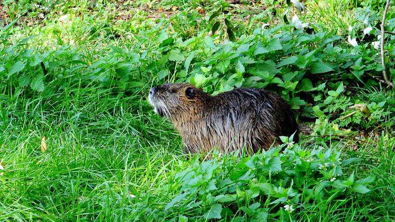 Nutrie. Ilustrační foto.