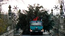 Vánoční strom už je v Nymburce