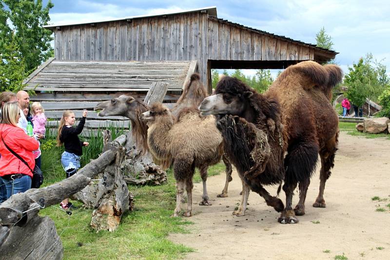 Návštěvníci aktuálně do chlebské Zoo nesmí. Snímky jsou z loňského křtu velbloudice.