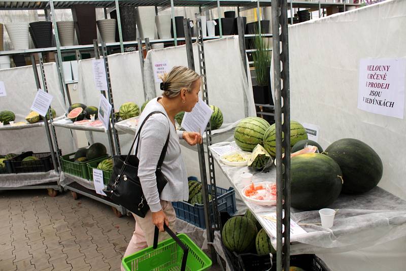 Melouny v zahradnictví u Libice mohli příchozí také ochutnat.