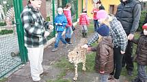 Vánoční mazlení s gepardicí Mzuri v Zoo Chleby
