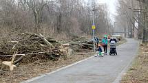 Situace u cyklostezky u Labe za železničním mostem po třech dnech kácení topolů.