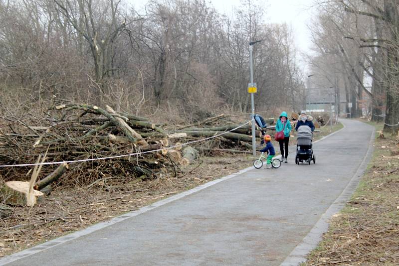 Situace u cyklostezky u Labe za železničním mostem po třech dnech kácení topolů.