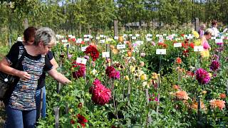 TIPY DENÍKU: Víkend na Nymbursku láká na Běh barev i tisíce rozkvetlých  jiřin - Nymburský deník