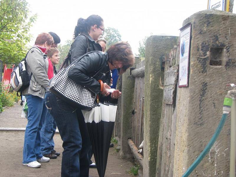 V chlebské zoo slavnostně otevřeli pavilon gepardů. Ten má i ložnici