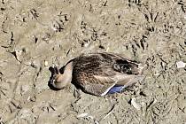 Uhynulá kachna na rybníku u Jičíněvsi.