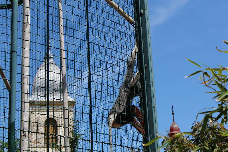 Chlebská zoo slaví 20 let. Představila i vzácné opičky langur veřejnosti