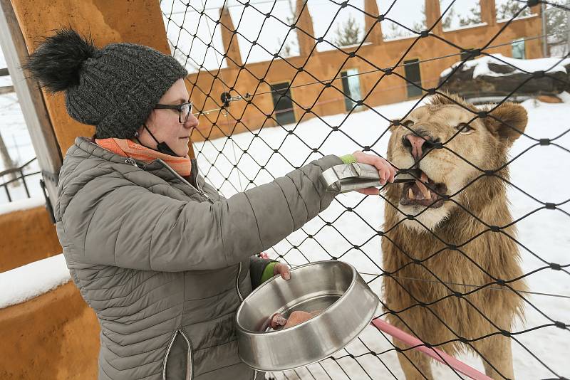 Zoo v Chlebech na Nymbursku ve středu 17. února 2021.