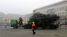 Letošní vánoční strom je krásně tvarovaný a váží 1 600 kilogramů.