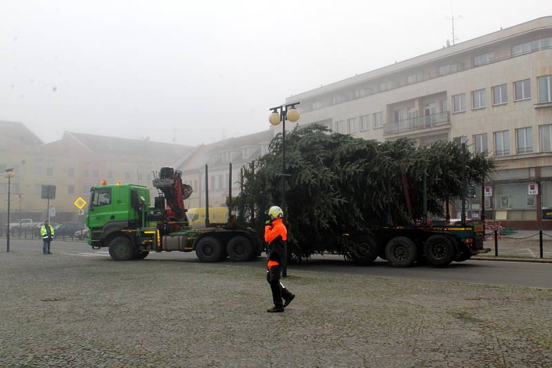 Letošní vánoční strom je krásně tvarovaný a váží 1 600 kilogramů.