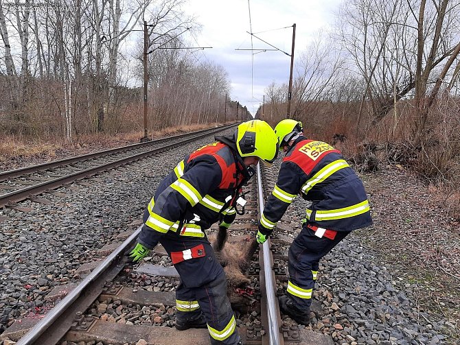 Drážní hasiči z Nymburka likvidují uhynulá divoká prasata po novoroční srážce vlaku se zvířaty u Lysé nad Labem.
