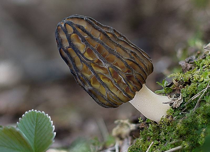 Smrž kuželovitý (Morchella conica)