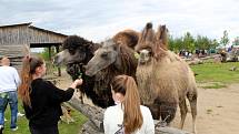 Návštěvníci aktuálně do chlebské Zoo nesmí. Snímky jsou z loňského křtu velbloudice.