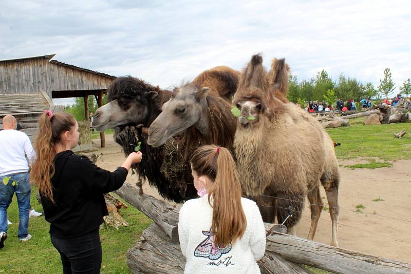 Návštěvníci aktuálně do chlebské Zoo nesmí. Snímky jsou z loňského křtu velbloudice.