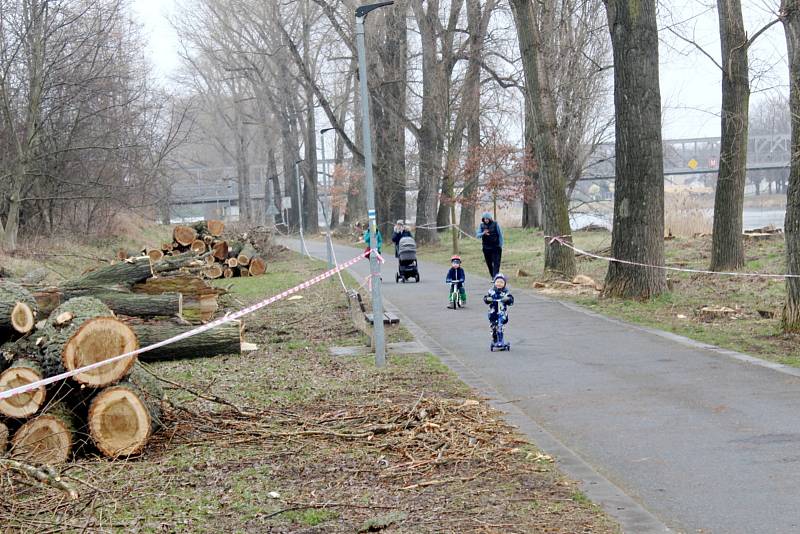 Situace u cyklostezky u Labe za železničním mostem po třech dnech kácení topolů.