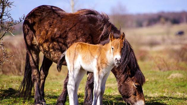 První jarní hříbě se svojí matkou se pase spolu se stádem divokých koní u Milovic.