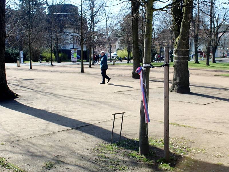 Lavička Václava Havla by měla obejmout Strom republiky u lázeňské kolonády v Poděbradech.